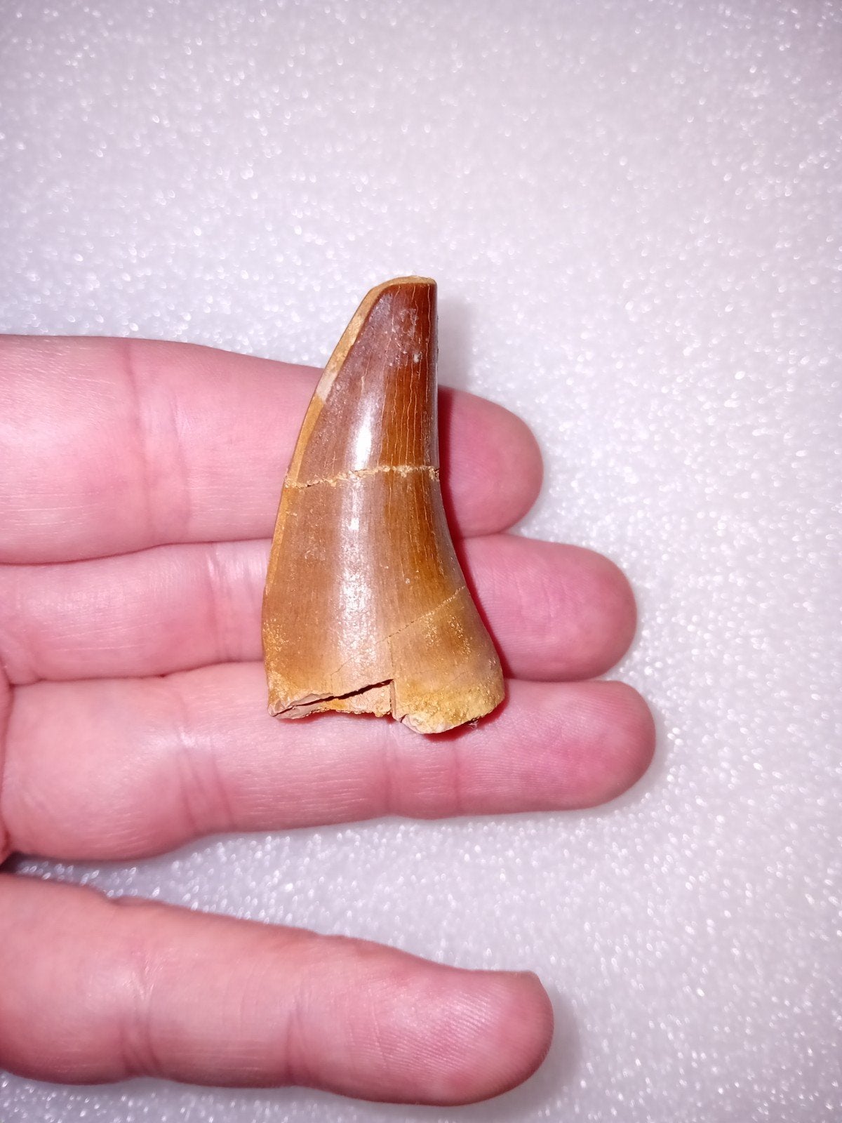 Mosasaurus tand, Verzamelen, Mineralen en Fossielen, Ophalen of Verzenden, Fossiel
