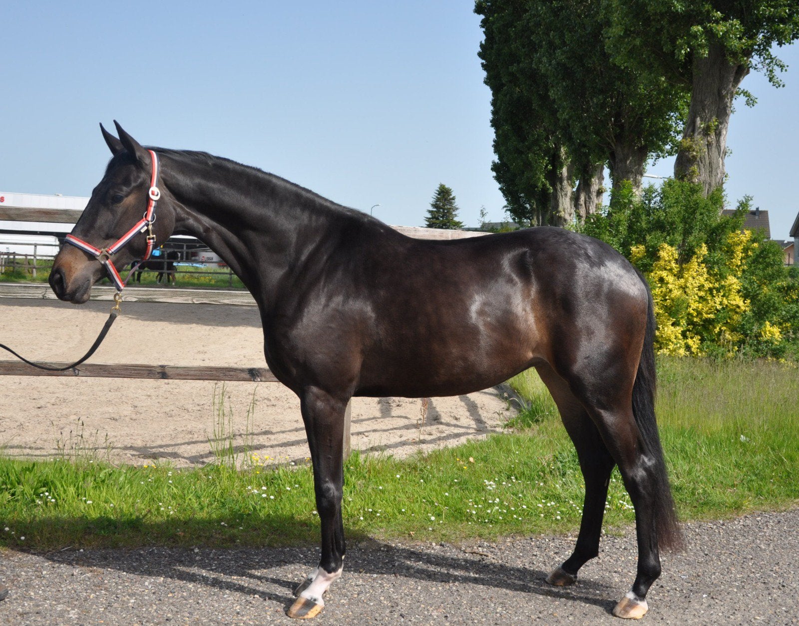 3-jr. talentvolle dressuur merrie aangeboden, Dieren en Toebehoren, Paarden, Merrie, Met stamboom, Dressuurpaard, 3 tot 6 jaar