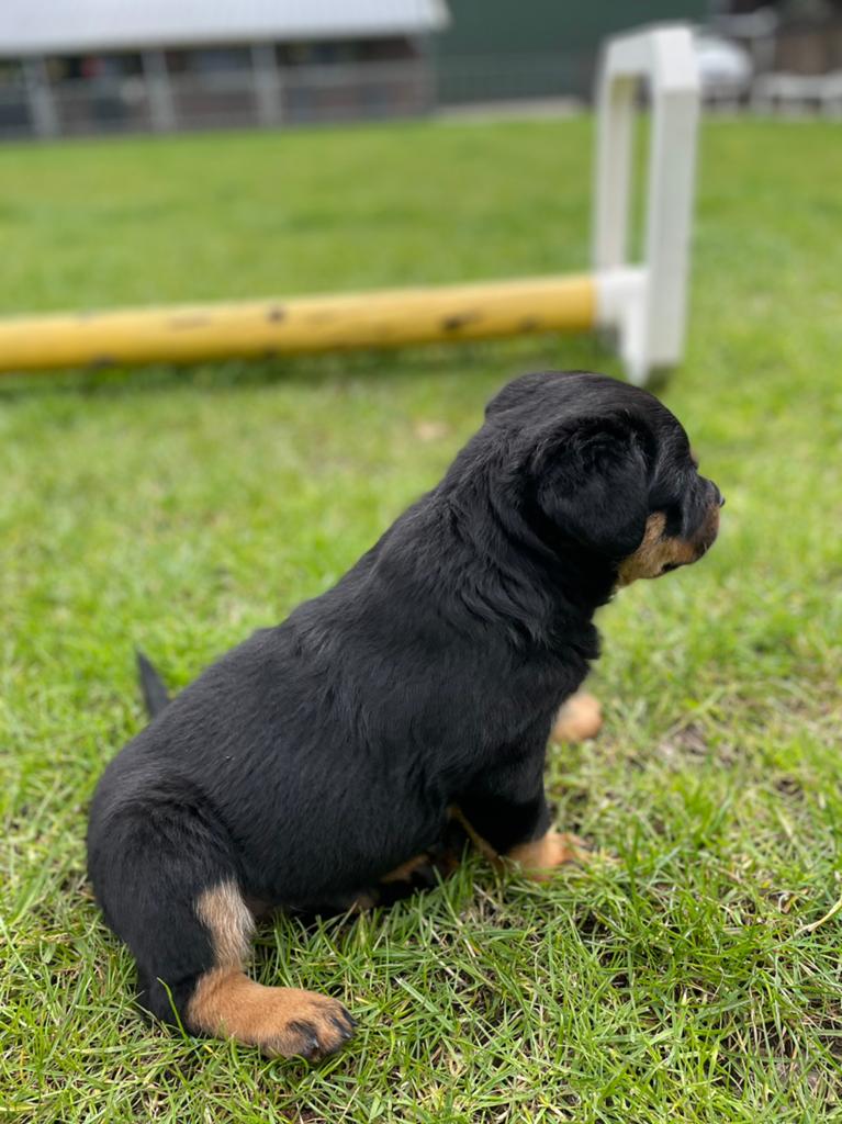 Te koop Rottweiler pups, Dieren en Toebehoren, Parvo, 8 tot 15 weken, Meerdere, Meerdere dieren