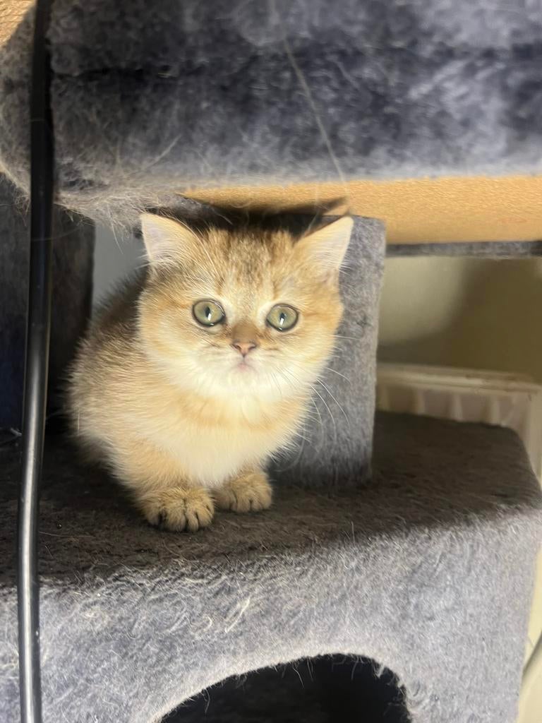 Britse korthaar kittens, Meerdere dieren