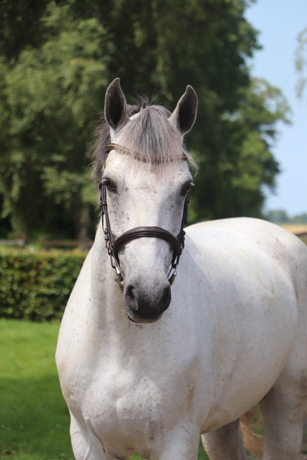 Diverse 3- en 4-jarige Connemara pony’s te koop, Dieren en Toebehoren, Pony's, Met stamboom, Ruin, Springpony, 3 tot 6 jaar