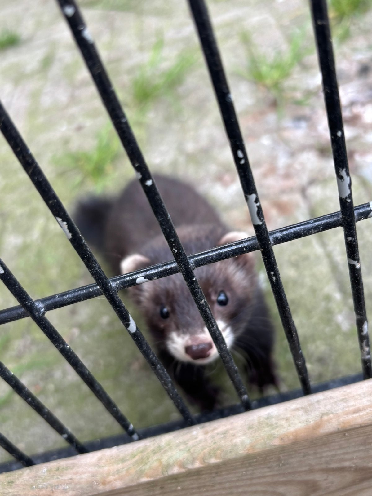 Fret fretten micro pups, Dieren en Toebehoren, Overige Dieren, Mei, Vrouwelijk