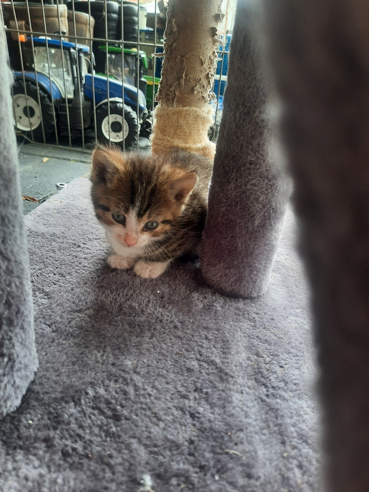 boerderijkittens, Meerdere dieren