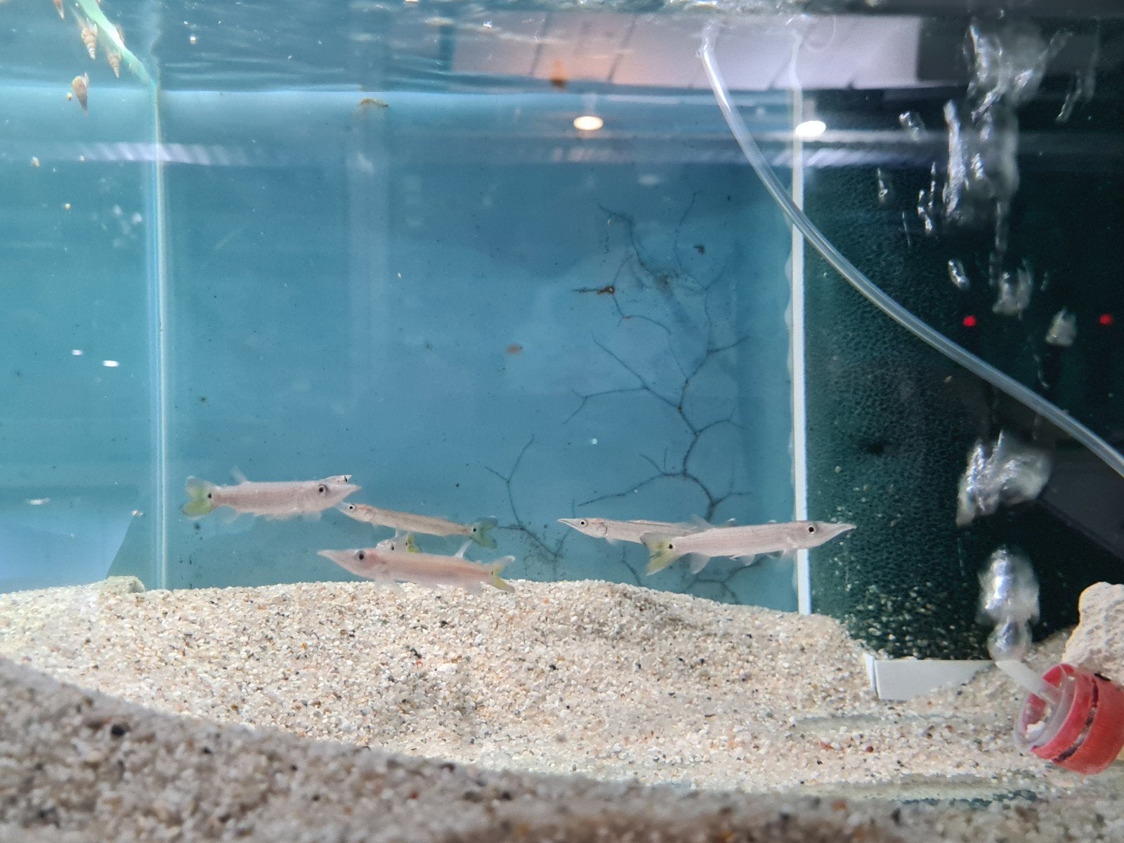 Hujeta Snoek, Ctenolucius Hujeta, Dieren en Toebehoren, Vis, Zoetwatervis