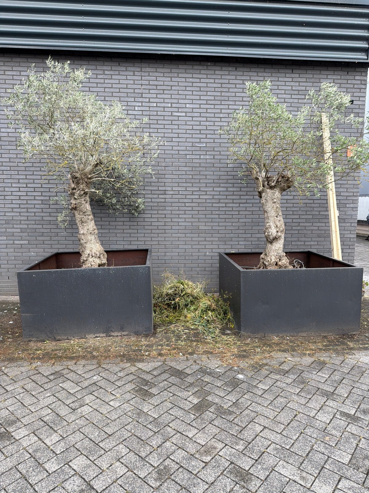 Grote Olijfbomen in Vierkante Plantenbakken (140x140), Tuin en Terras, Bloembakken en Plantenbakken, Gebruikt, Metaal, Tuin, 60 cm of meer