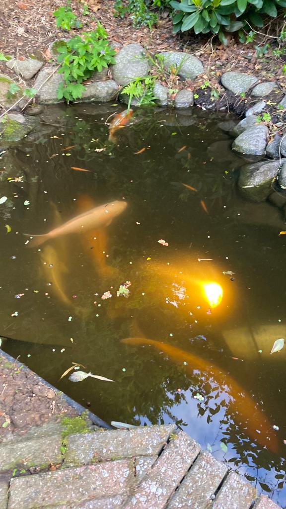 Japanse kooi karpers, Karper of Koi
