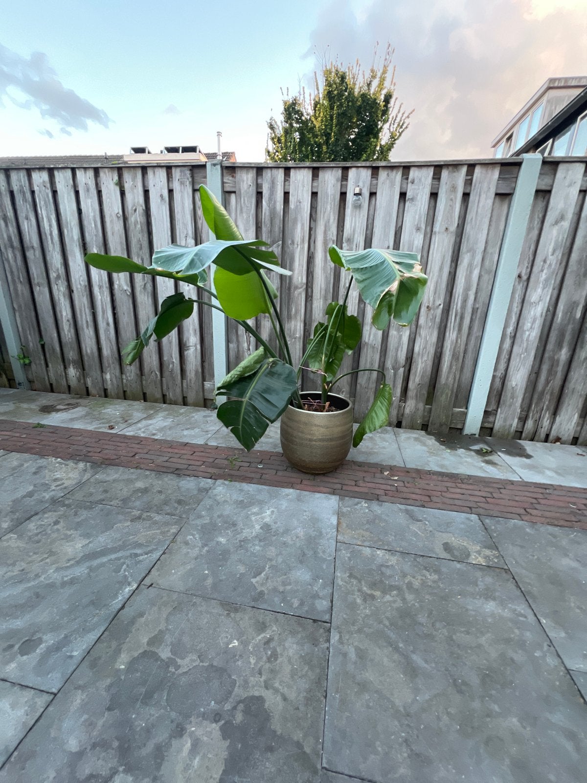 Strelitzia plant - Paradijsvogelbloem, Volle zon, Vaste plant, Zomer, Ophalen