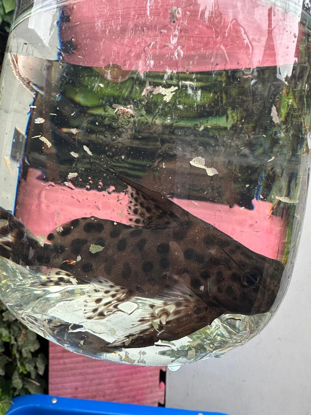 Coradora pleco Meerval 20 cm, Vis
