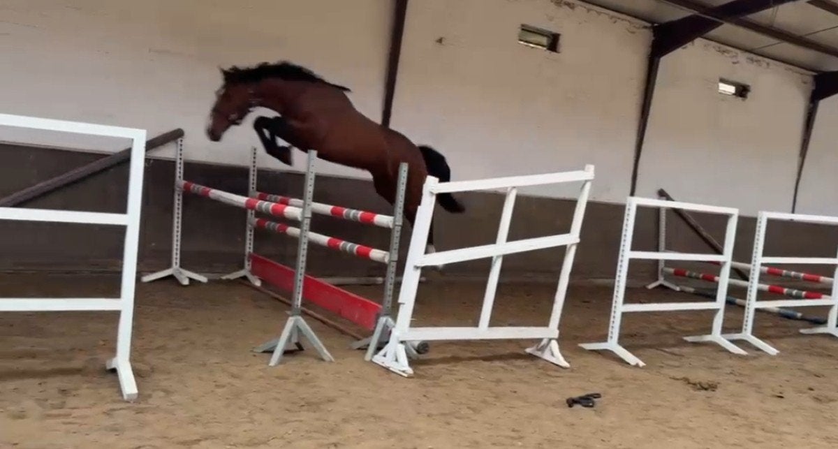 2 jaar Hengst Spring Talent, Hengst, Springpaard, 0 tot 2 jaar