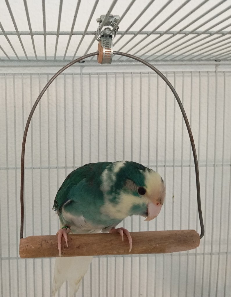 Kakariki, Mannelijk, Dwergpapegaai of Agapornis, Geringd