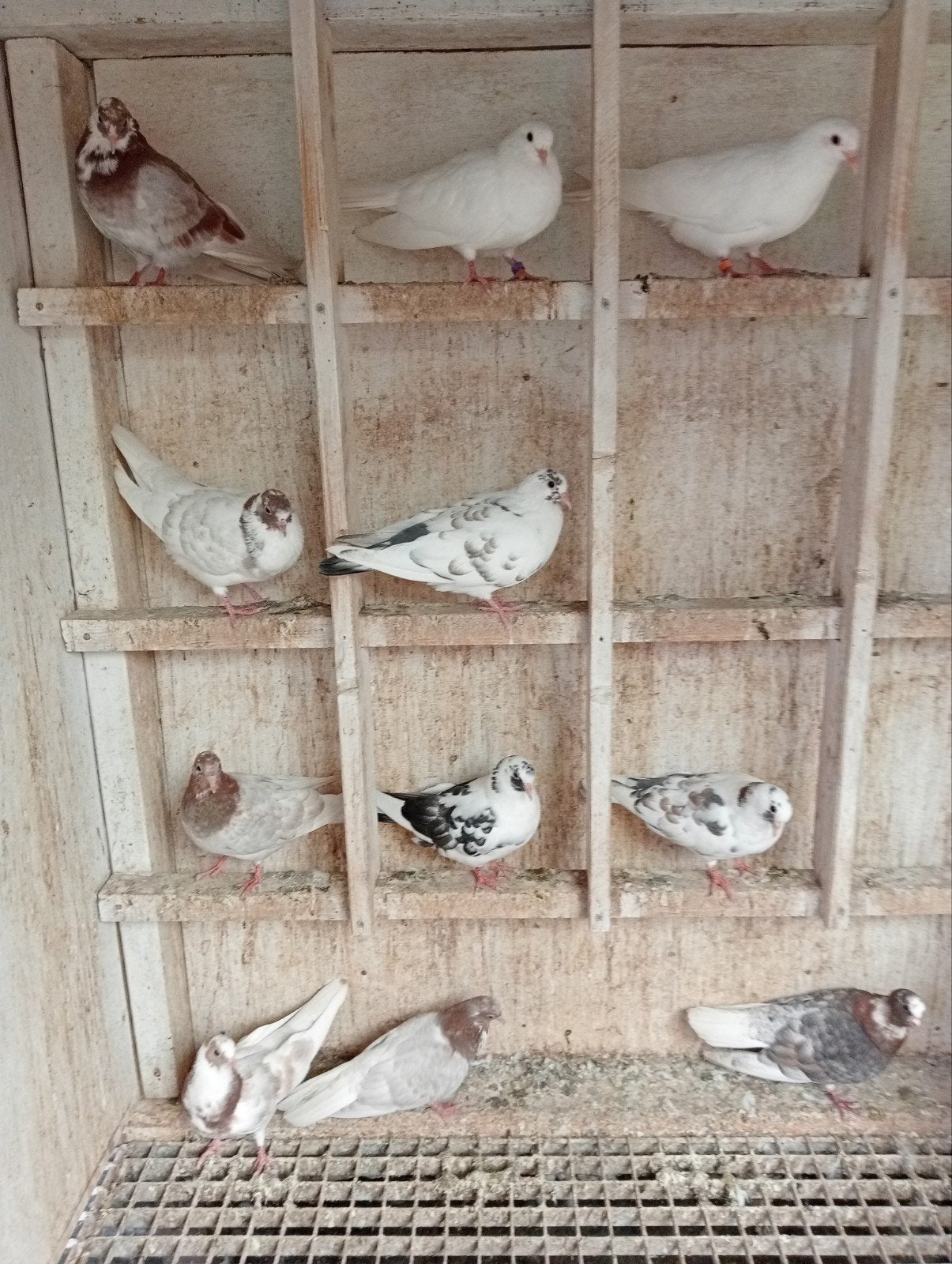 Kumrus Fluitduiven!, Meerdere dieren, Overige soorten