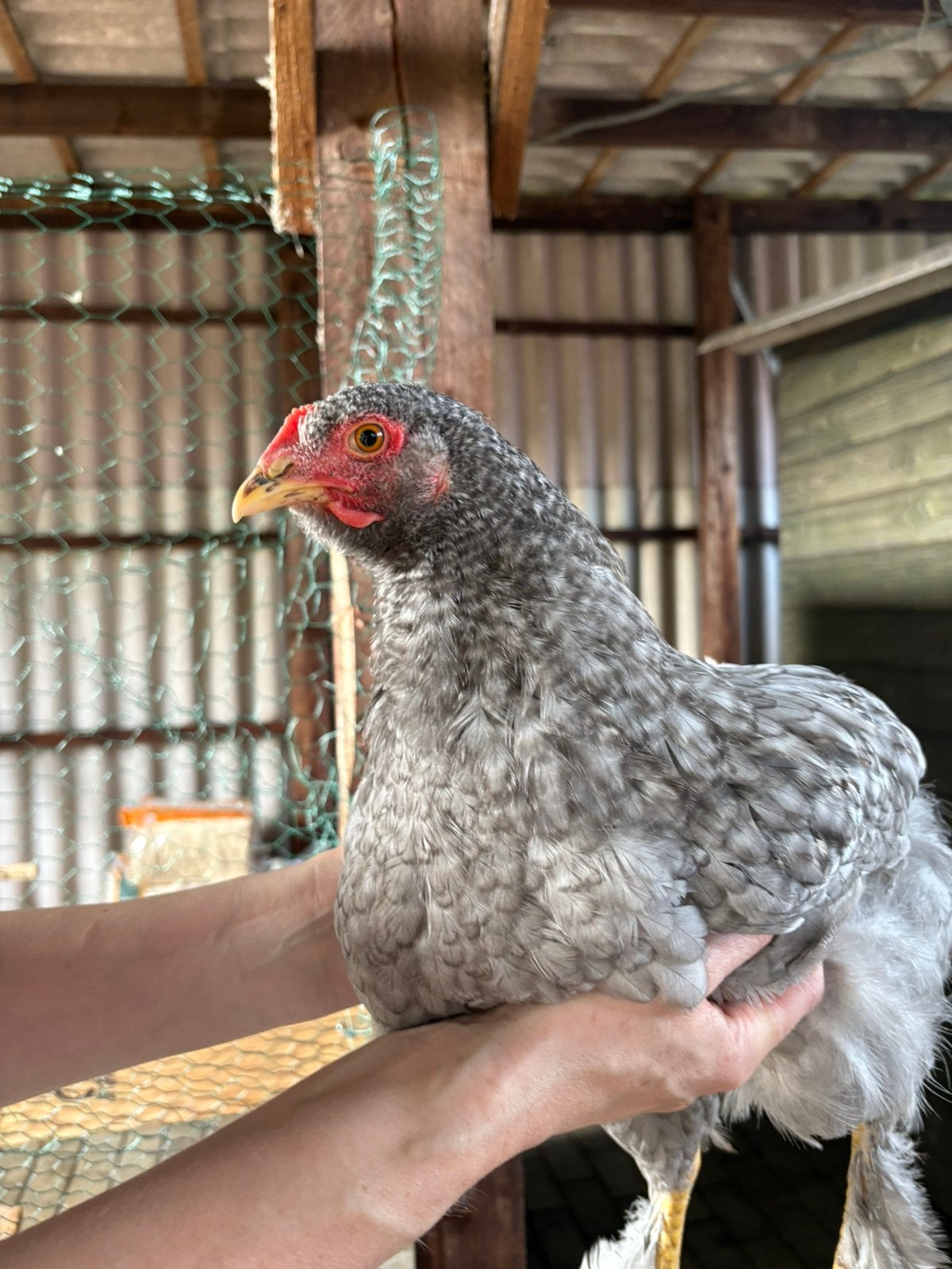 Brahma haantjes, Dieren en Toebehoren, Mannelijk, Kip