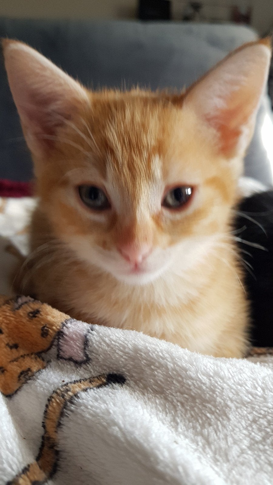 kitten rode poes, Dieren en Toebehoren, Poes, Kortharig, 0 tot 2 jaar