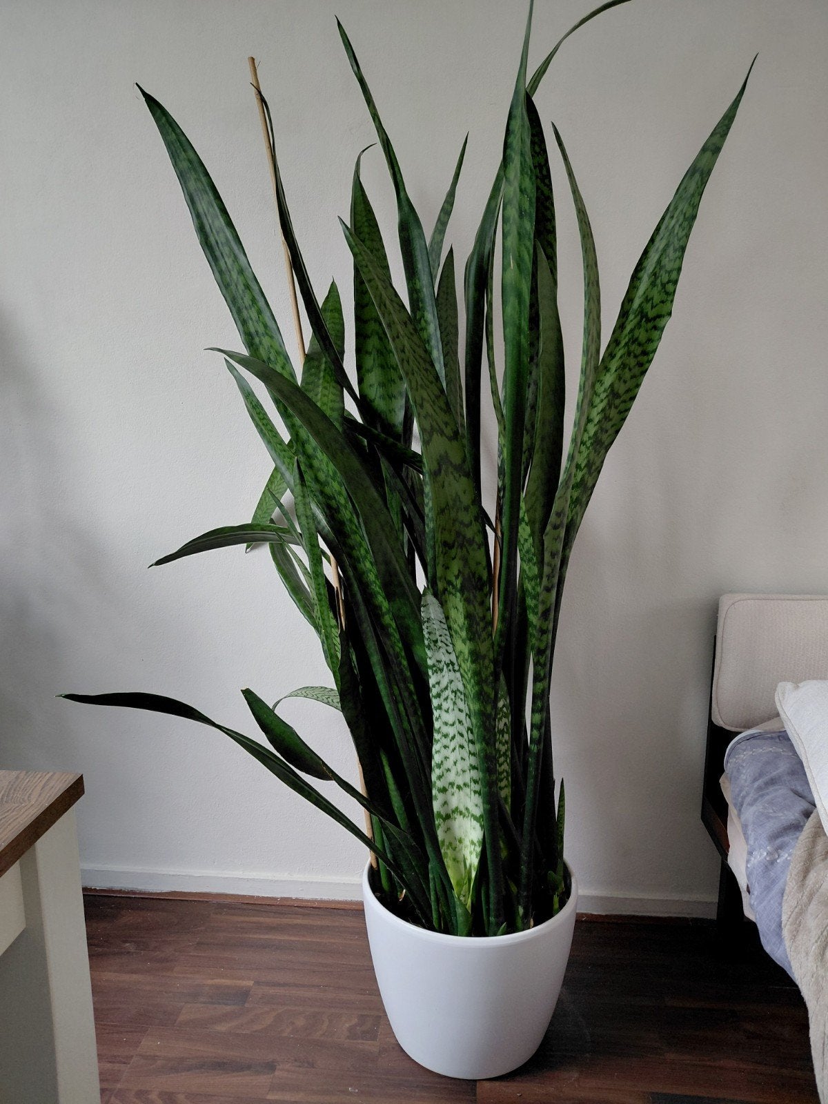 Grote Sansevieria (Vrouwentong) in witte pot, Ophalen, 100 tot 150 cm, Overige soorten, Halfschaduw