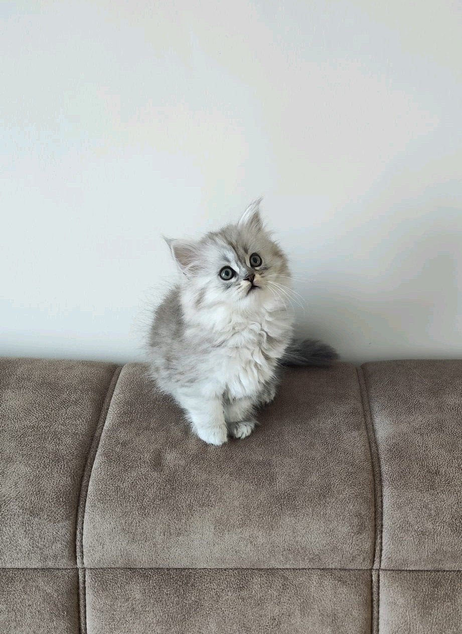 Mooie Britse Langhaar kitten, klaar voor verhuizing, Dieren en Toebehoren, Katten en Kittens | Raskatten | Korthaar, Poes, Ontwormd