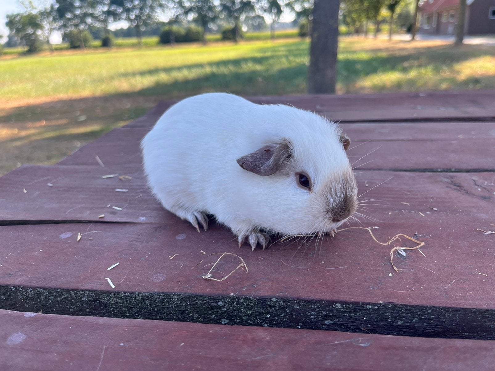 California beertje, Dieren en Toebehoren, Knaagdieren, Cavia, Juni, Mannelijk, Tam