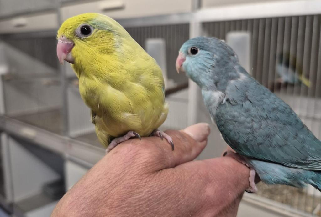 Baby forpus mannetje voor tam., Mannelijk, Dwergpapegaai of Agapornis, Tam
