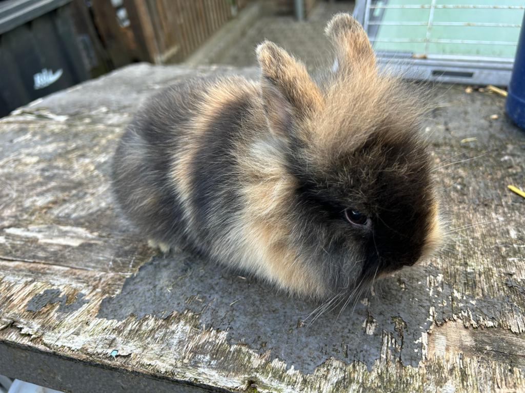 Jonge dwergvosjes, Vrouwelijk, Dwerg, 0 tot 2 jaar