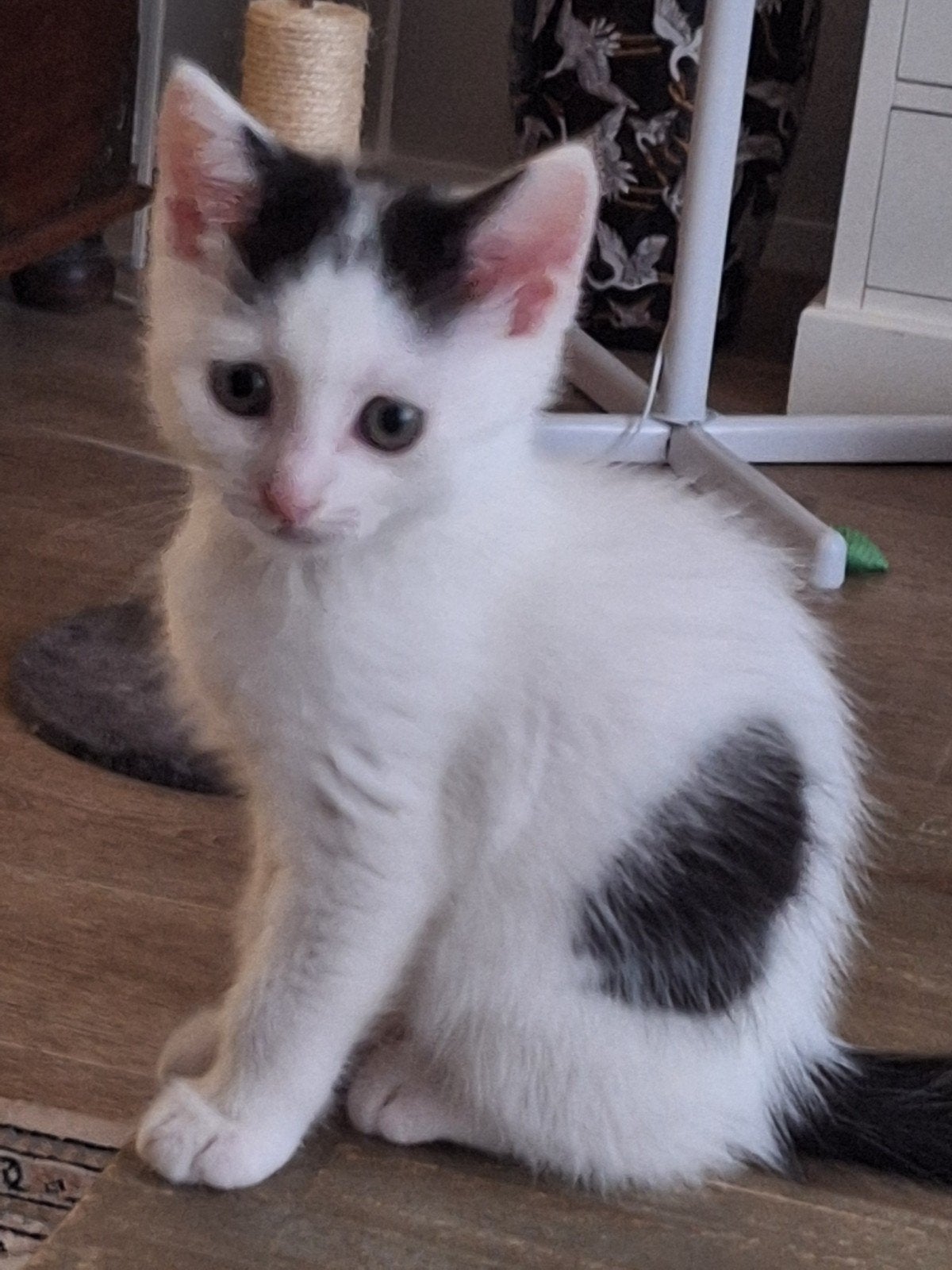 kruising ragdoll kittens