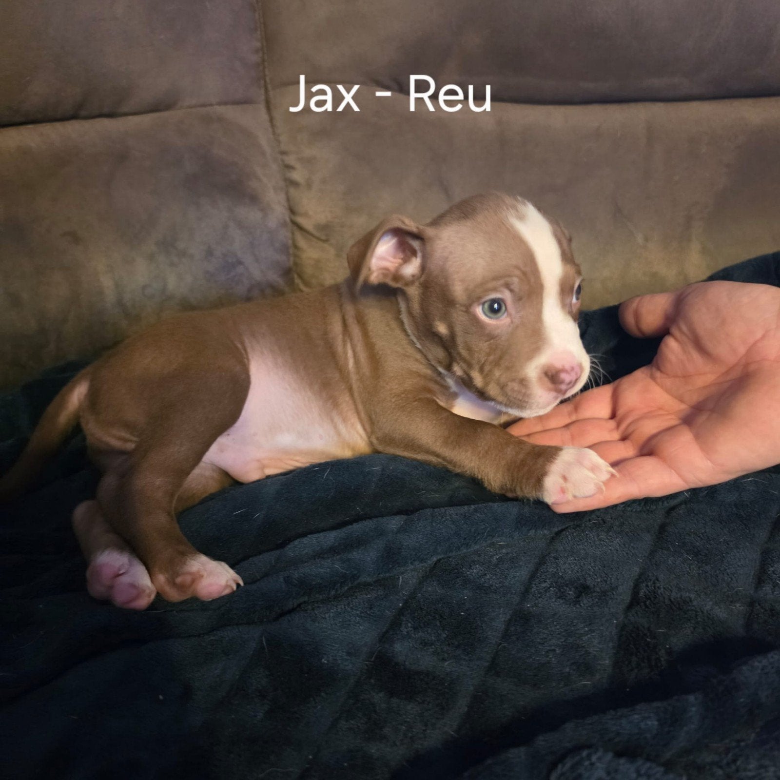 Update: 3 American Bully pups zoeken nog een liefdevol huis, Dieren en Toebehoren, Overige rassen, 8 tot 15 weken, Meerdere, Meerdere dieren