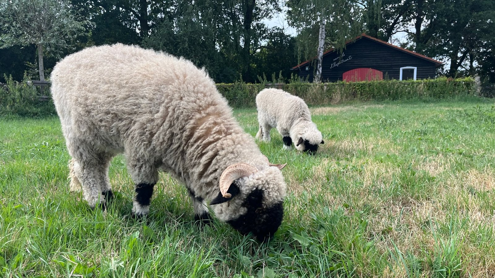 Walliser schwarznase schapen. Ooien met lammeren, Vrouwelijk, Schaap, 0 tot 2 jaar