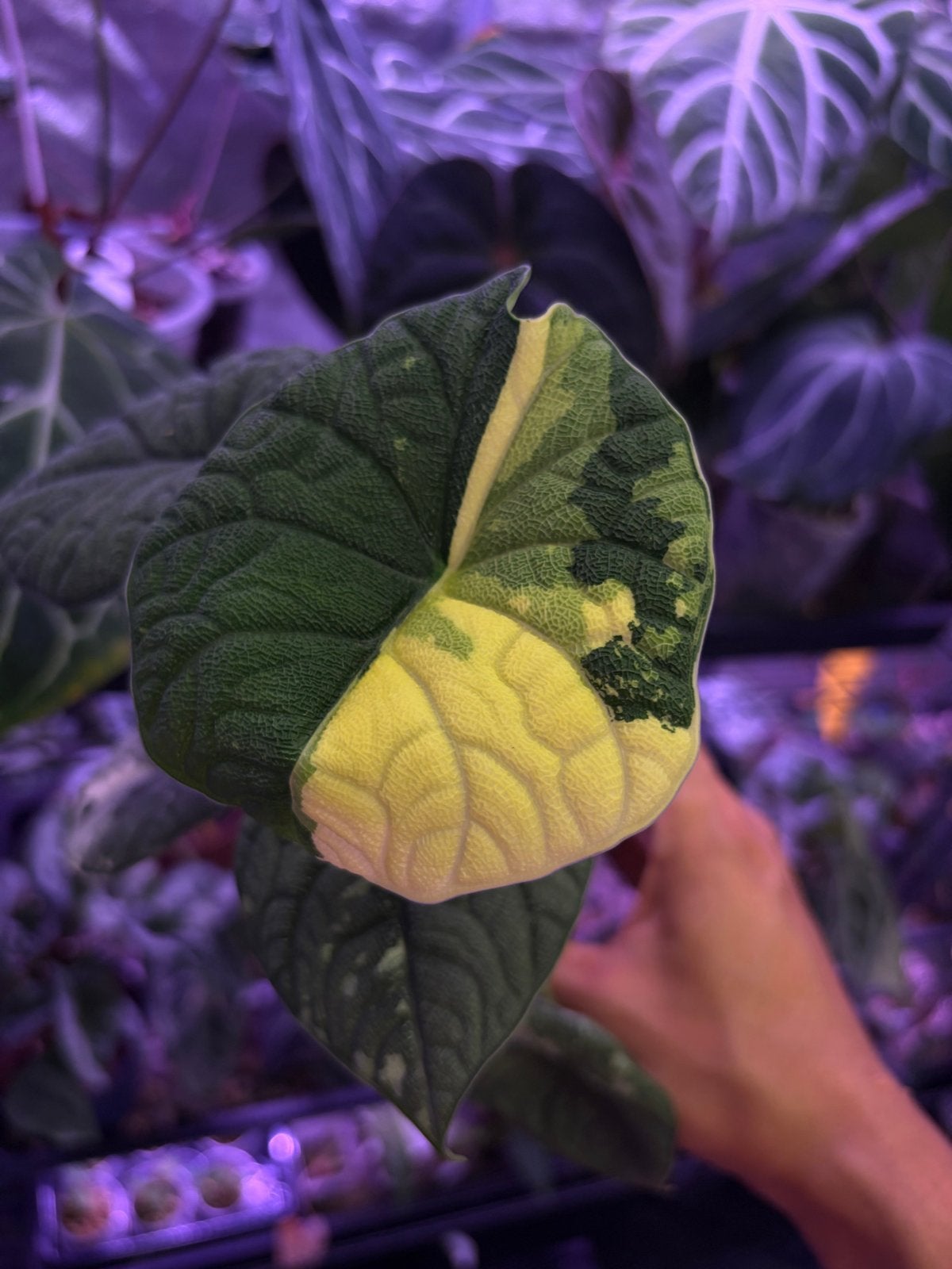 Alocasia Melo Variegata, Overige soorten, In pot, Minder dan 100 cm, Groene kamerplant
