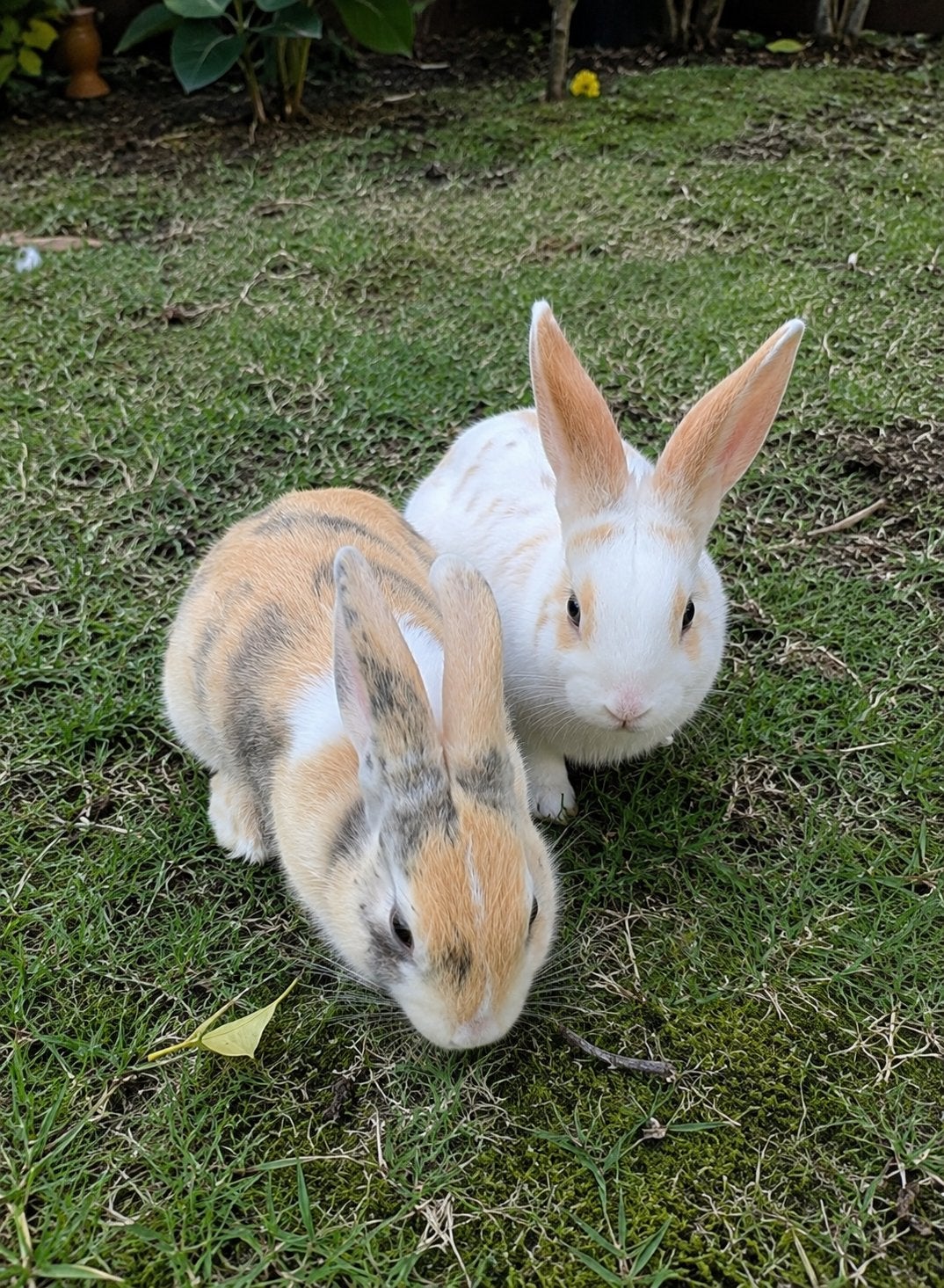 Koppel konijnen, Dieren en Toebehoren, Konijnen, Klein, Meerdere dieren, 0 tot 2 jaar, Hangoor