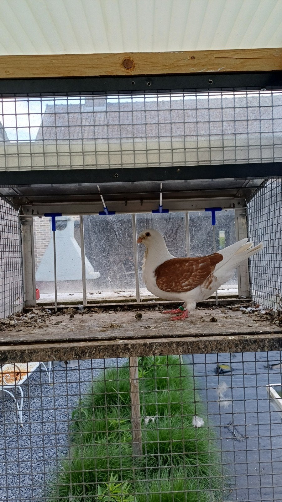 Luikse Meeuw duivin met haar 2 jongen., Meerdere dieren