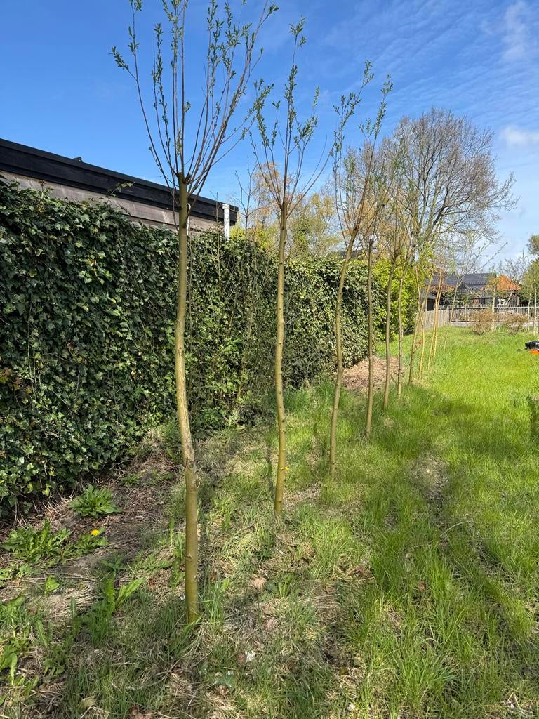 Jonge knotwilgen, 1 jaar oud, Tuin en Terras, Planten | Bomen, Overige soorten, Lente, 100 tot 250 cm, Ophalen