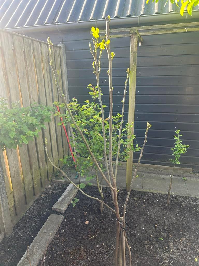 Jonge vijgen boom met nieuwe uitlopers, Ophalen, Volle zon, Vaste plant, Fruitplanten