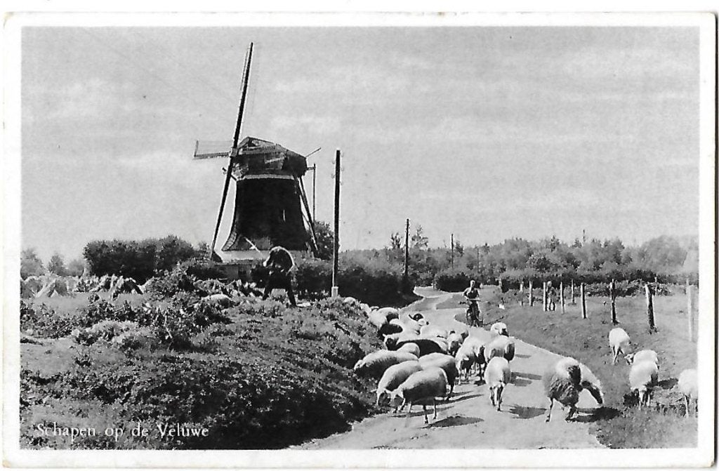 Schapen op de Veluwe Gelopen Ansichtkaart (B600) 1955, Ophalen of Verzenden, 1940 tot 1960, Gelopen, Gelderland