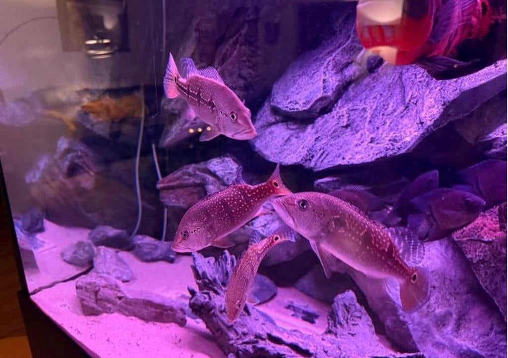 Cichla orinocensis 4x, Dieren en Toebehoren, Vissen | Aquariumvissen, Vis