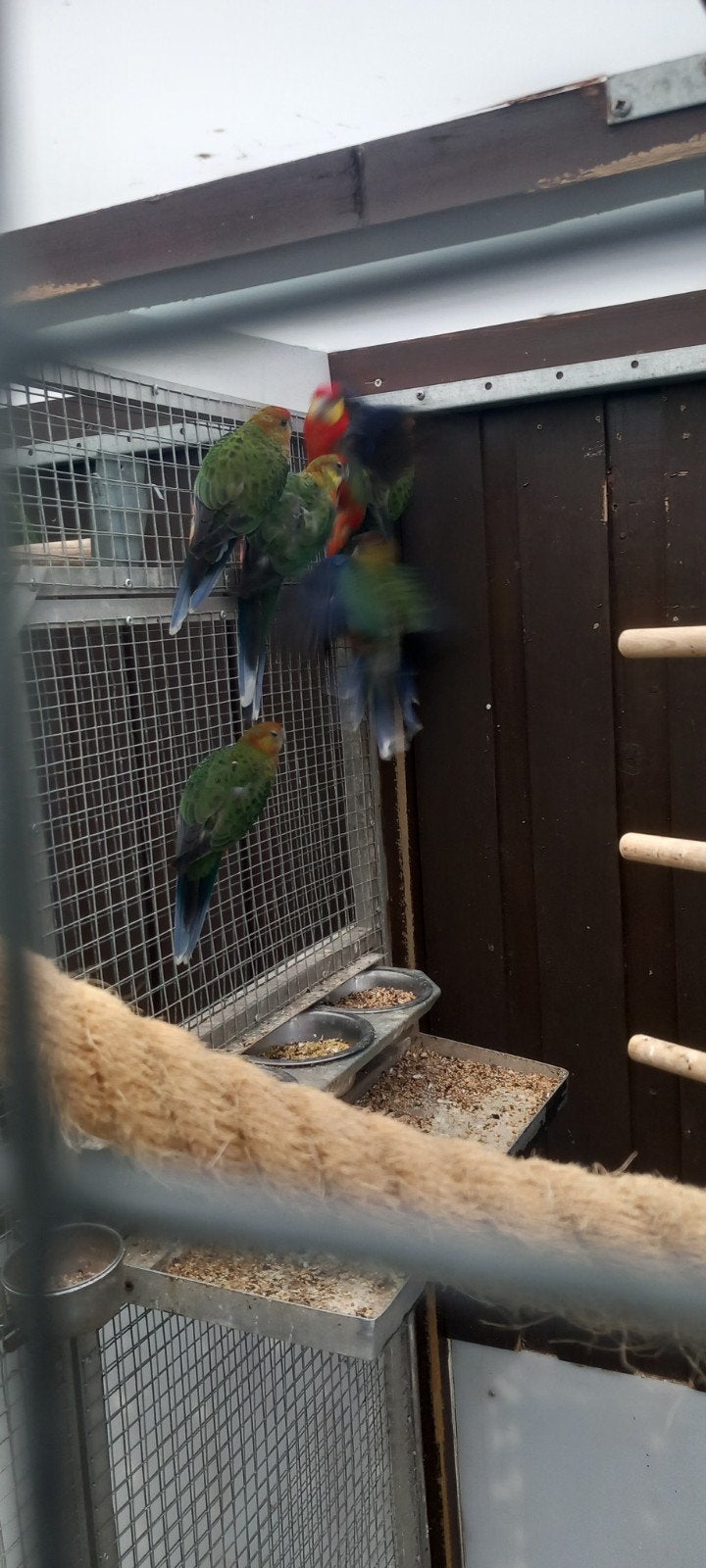 stanleys, Dieren en Toebehoren, Vogels | Parkieten en Papegaaien, Meerdere dieren, Parkiet