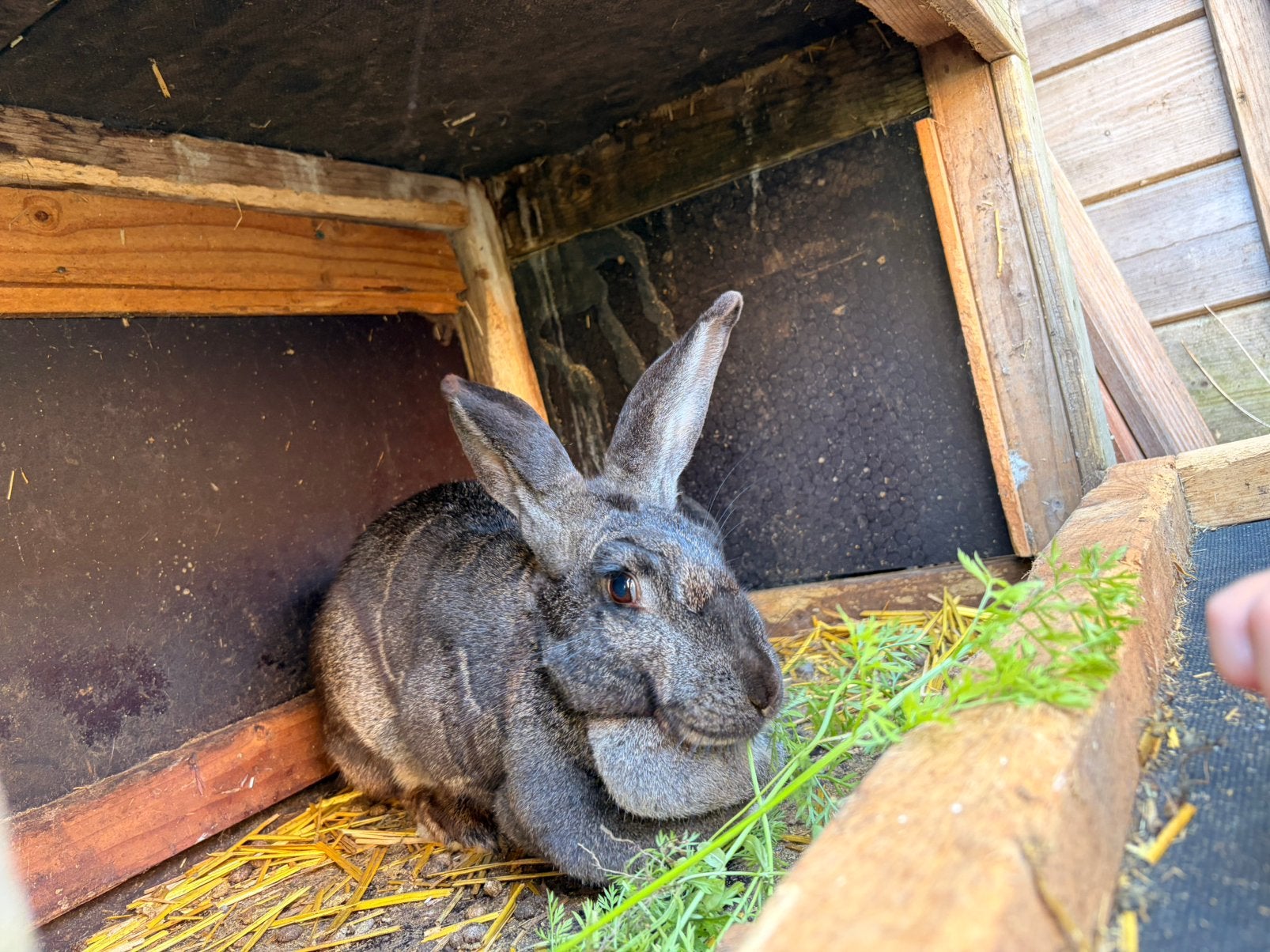 Gratis konijnen, Dieren en Toebehoren, Konijnen, Meerdere dieren
