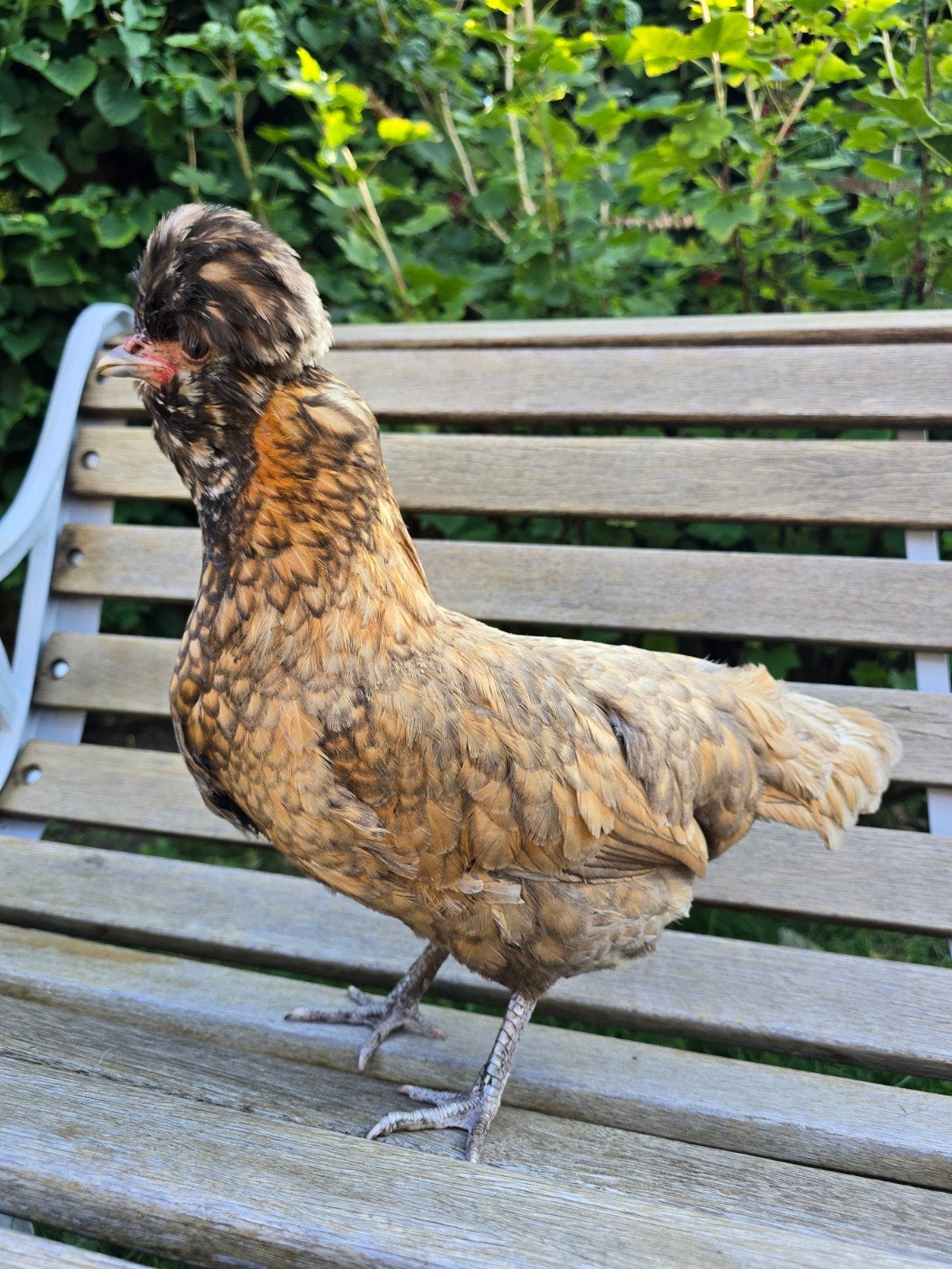 Lieve Padua hen, Dieren en Toebehoren, Pluimvee, Kip, Vrouwelijk