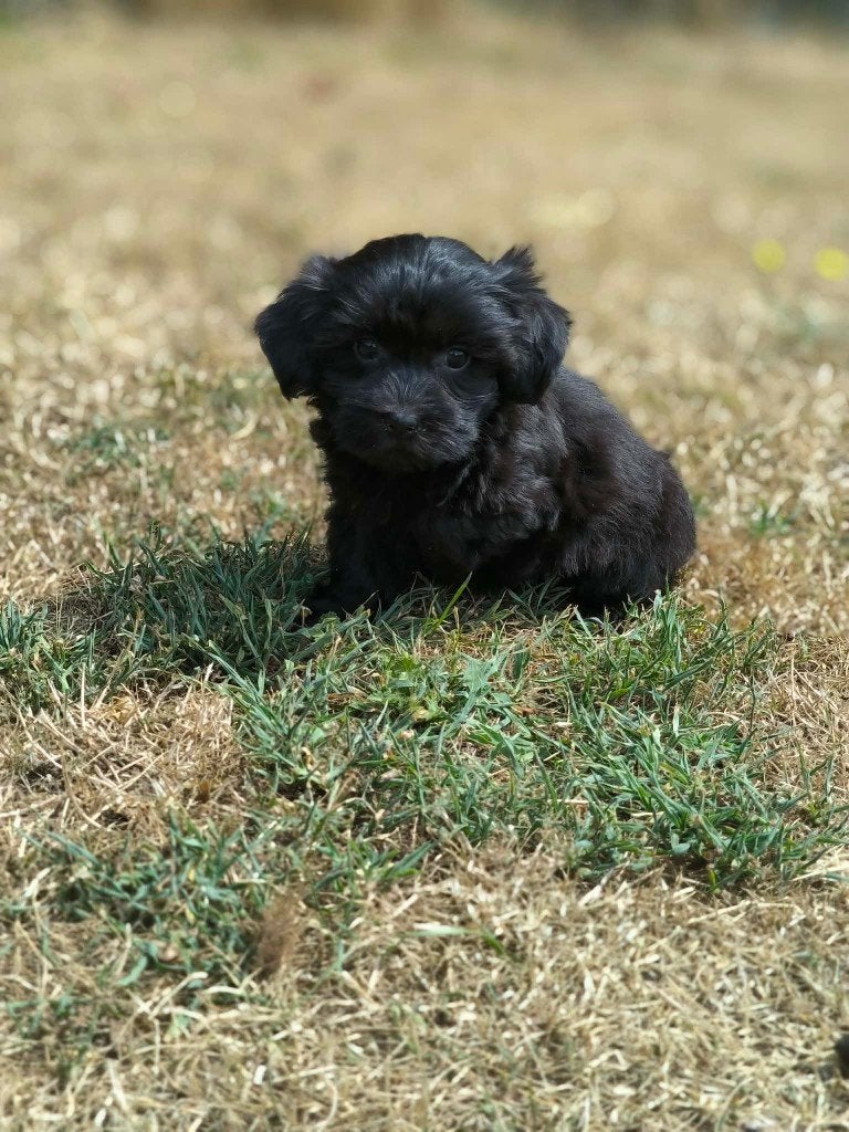hele mooie havanezer pupjes bij ons geboren!!, Parvo, België, Overige rassen, 8 tot 15 weken