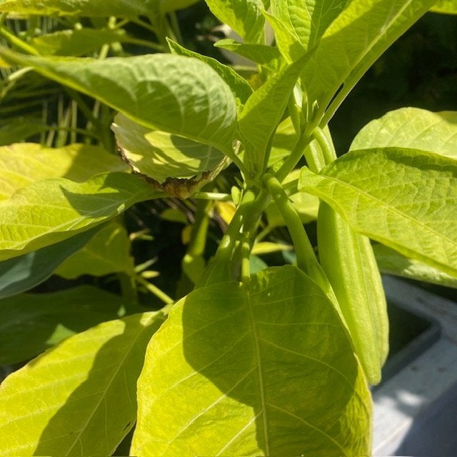 Brugmansia of trompetbloem, Volle zon, Vaste plant, Zomer, Ophalen