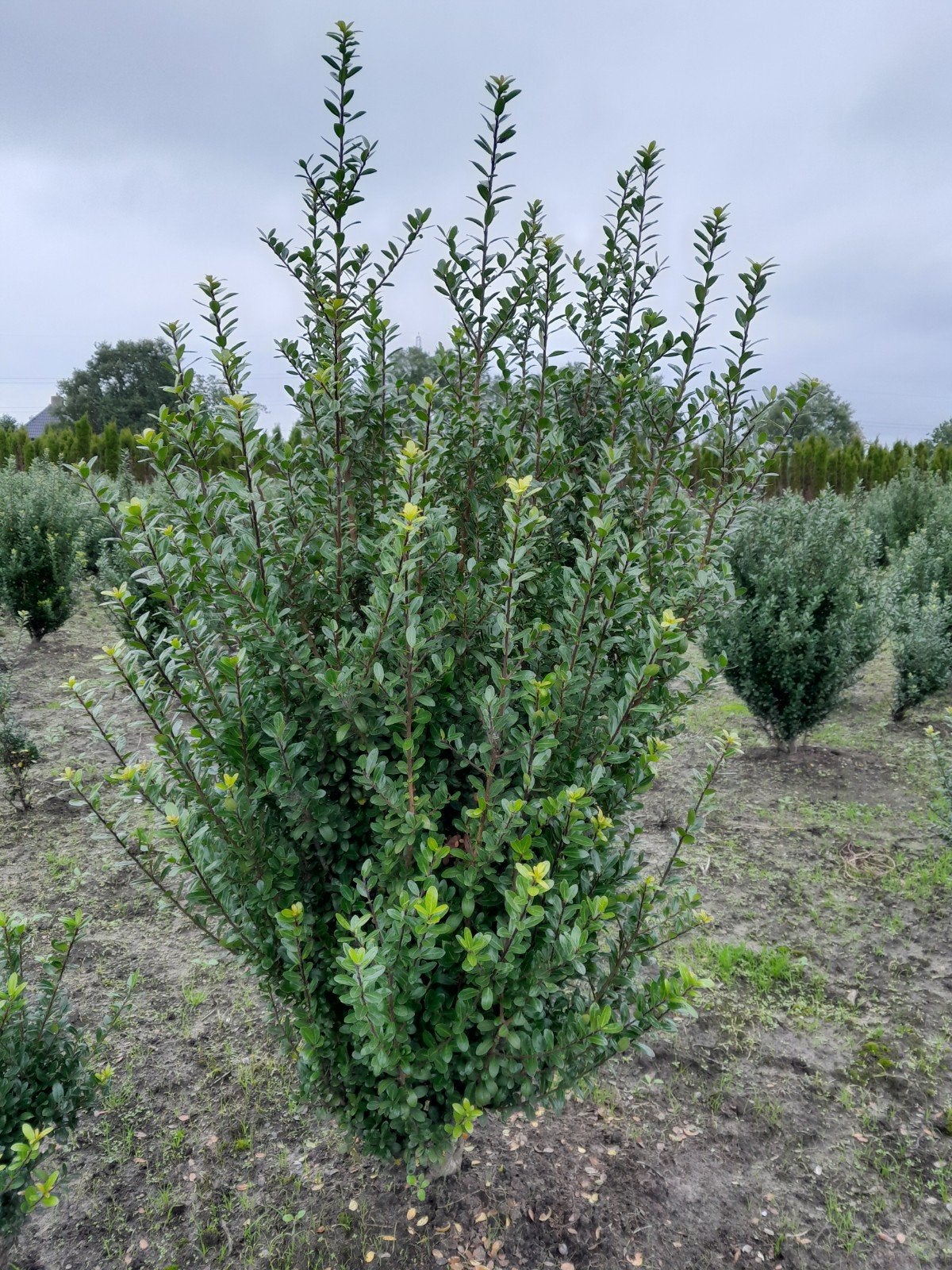 Ilex Crenata '' - Buxus vervanger voor haag, Ophalen, Bloeit niet, Overige soorten, Volle zon