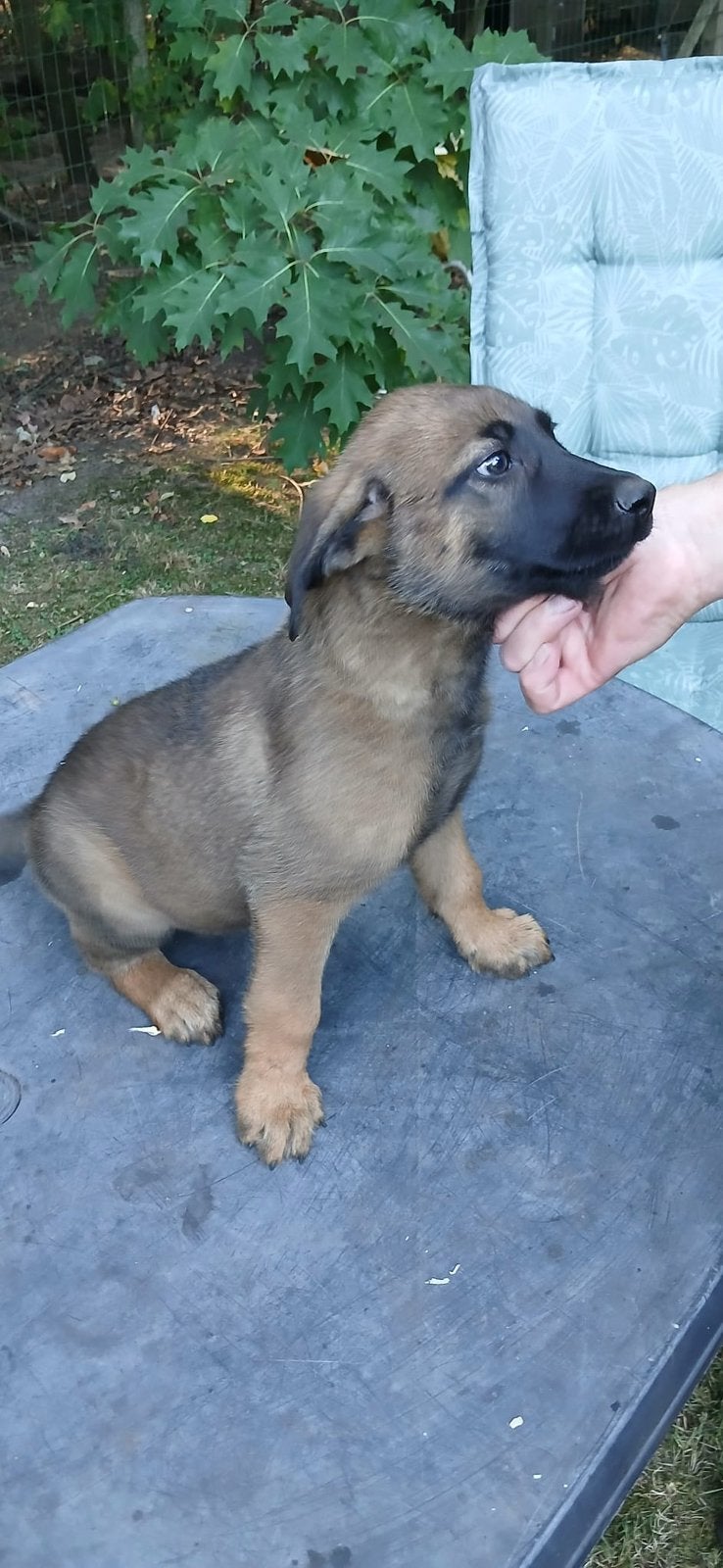 Hollandse herder x mechelse herder  puppy’s, Dieren en Toebehoren, 8 tot 15 weken, Meerdere dieren, Eén hond, Herder