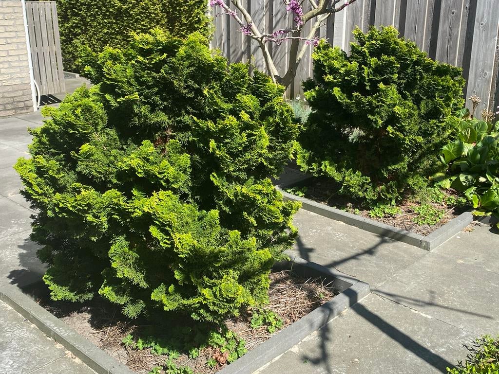 2 grote Dwergcypressen (Chamaecyparis obtusa), Ophalen of Verzenden, Bloeit niet, Volle zon, Overige soorten
