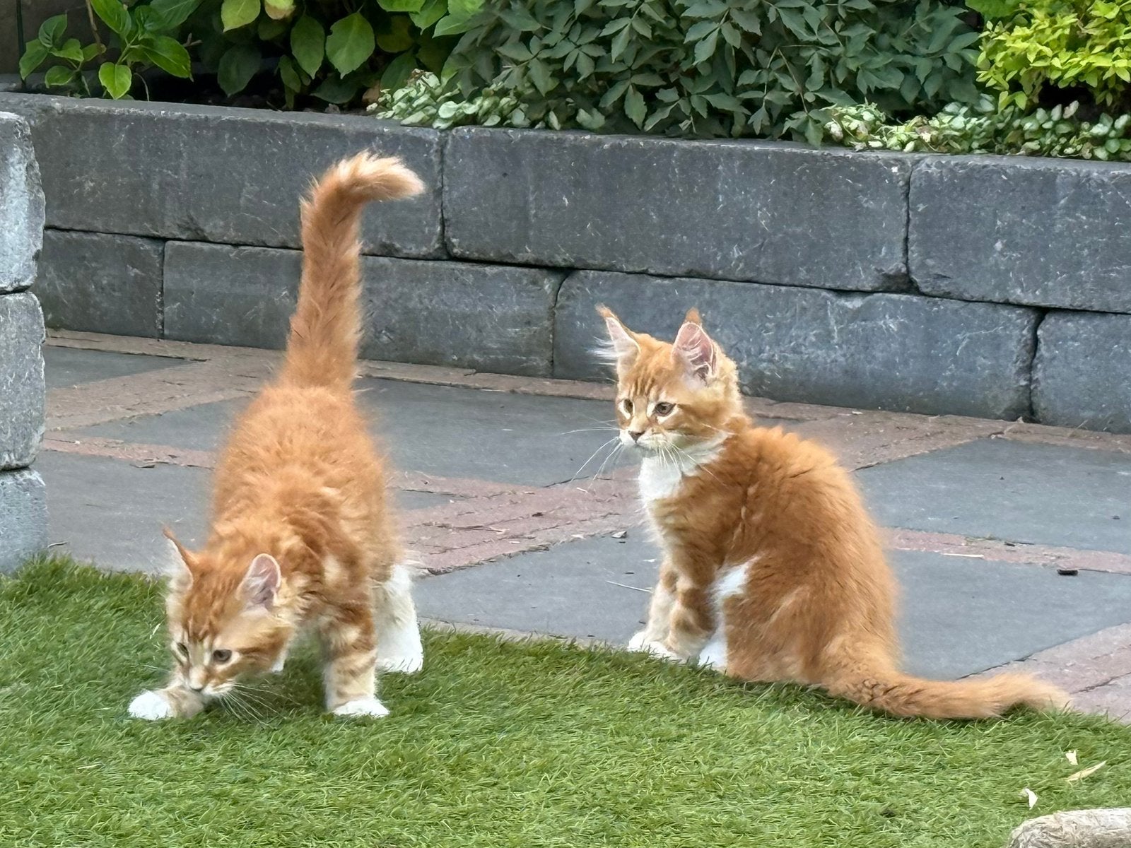 Maine Coon kitten met stamboom, Dieren en Toebehoren, Katten en Kittens | Overige Katten, Meerdere dieren