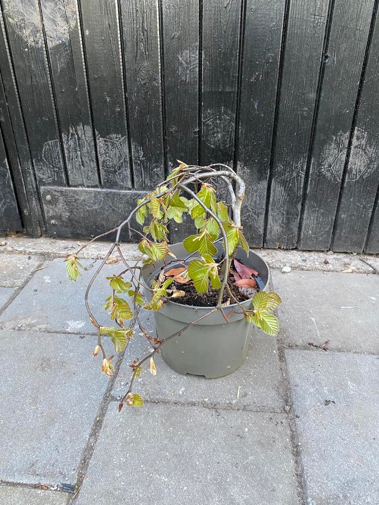 Rode treurbeuk in pot. Bonsai, Ophalen, Overige soorten, Volle zon