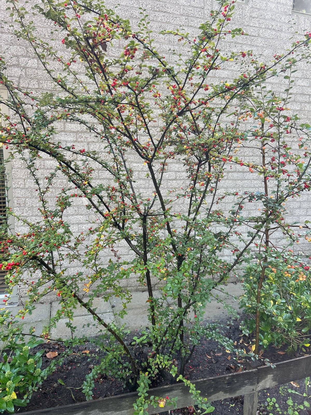 Gratis Cotoneaster Suecicus 'Coral Beauty', Ophalen, Bodembedekkers, Vaste plant, Halfschaduw