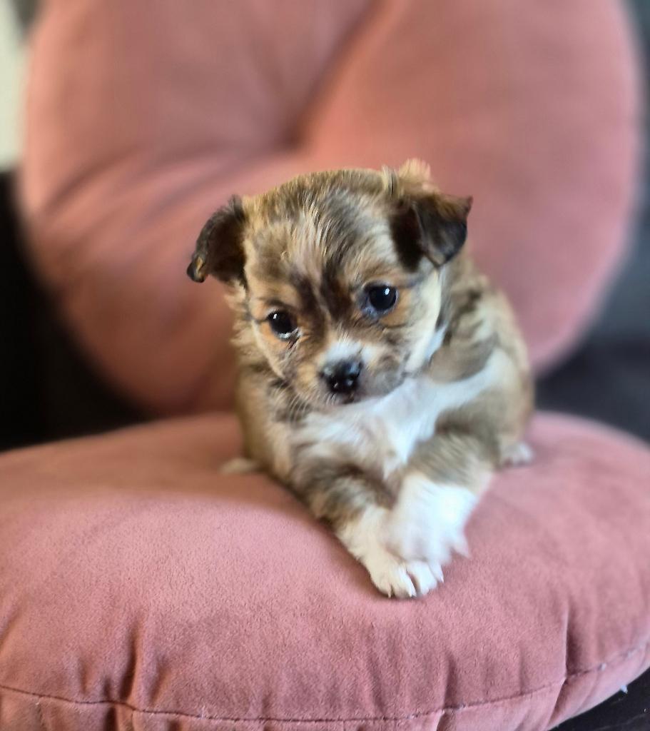 Pups chihuahua x jackrussel, Parvo, Jack Russell Terriër, 8 tot 15 weken, Meerdere