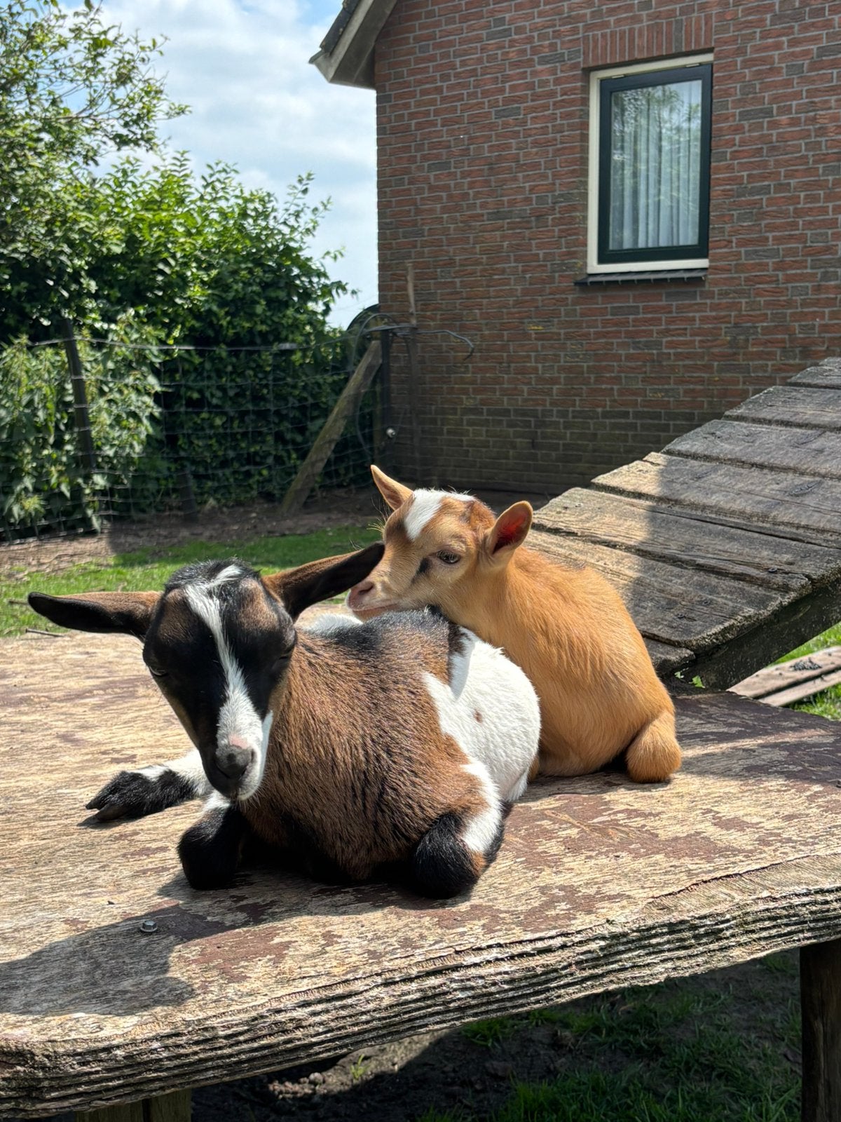Leuke dwerggeiten te koop, Dieren en Toebehoren, Schapen, Geiten en Varkens, Meerdere dieren, Geit, 0 tot 2 jaar