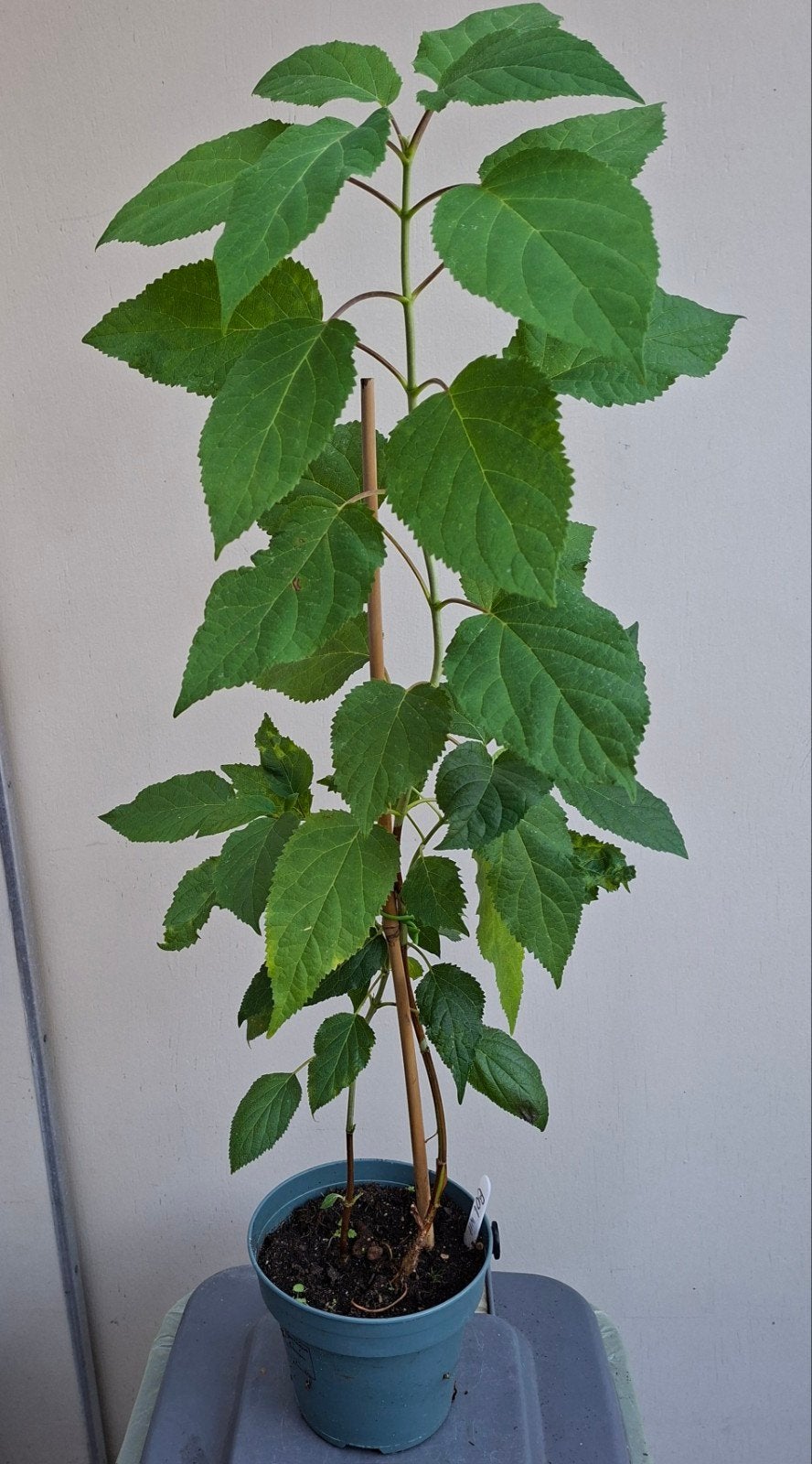 Bol Hortensia / Wit, Tuin en Terras, Planten | Bomen, 100 tot 250 cm, Zomer, Palmboom, Ophalen