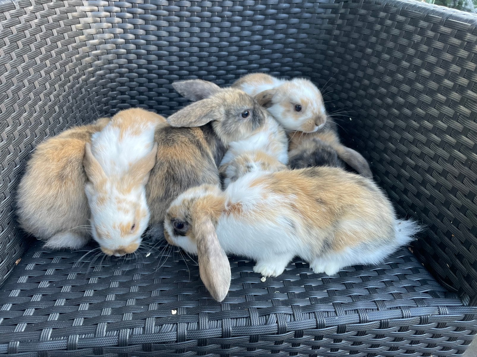 Schitterende Jonge Dwerghangoor Konijntjes, Dieren en Toebehoren, Meerdere dieren, Dwerg, Hangoor