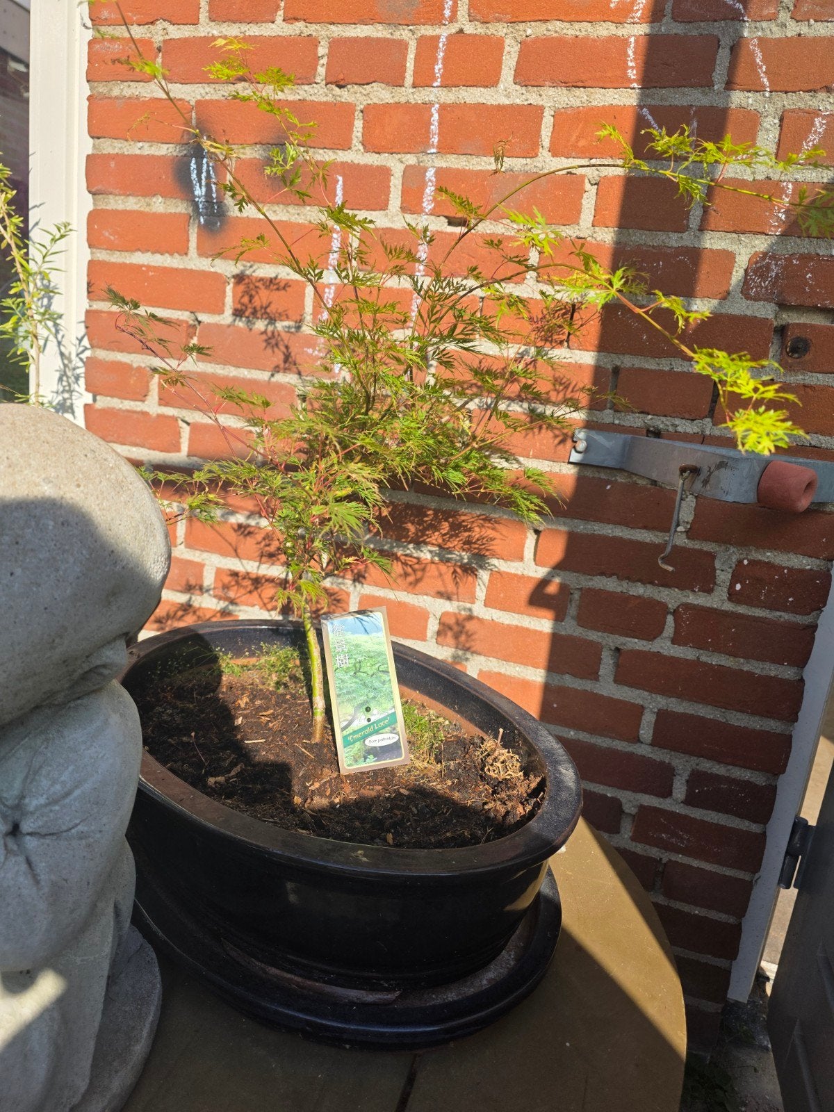 Bonsai boompjes set, Overige soorten, Vaste plant, Ophalen of Verzenden, Bloeit niet