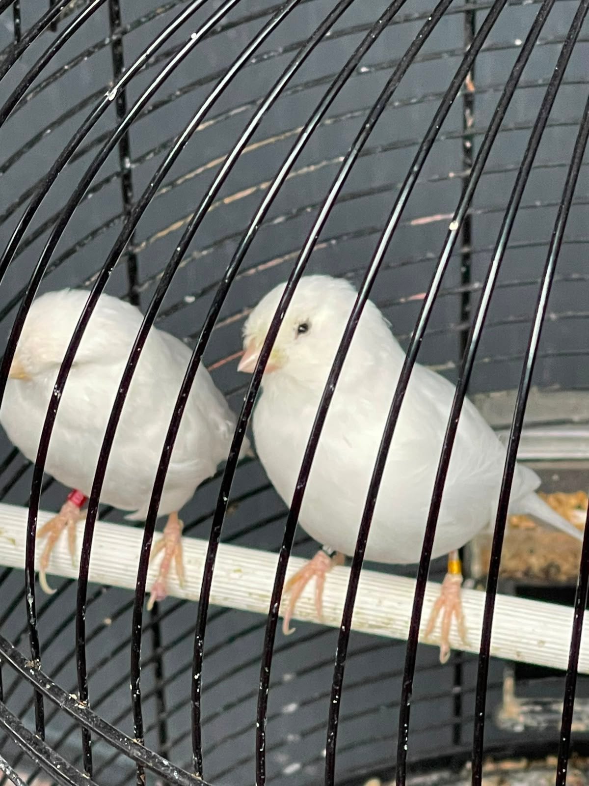 Unieke soorten Kanaries + Kooi samen 75,-, Dieren en Toebehoren, Vogels | Kanaries, Meerdere dieren, Kleurkanarie