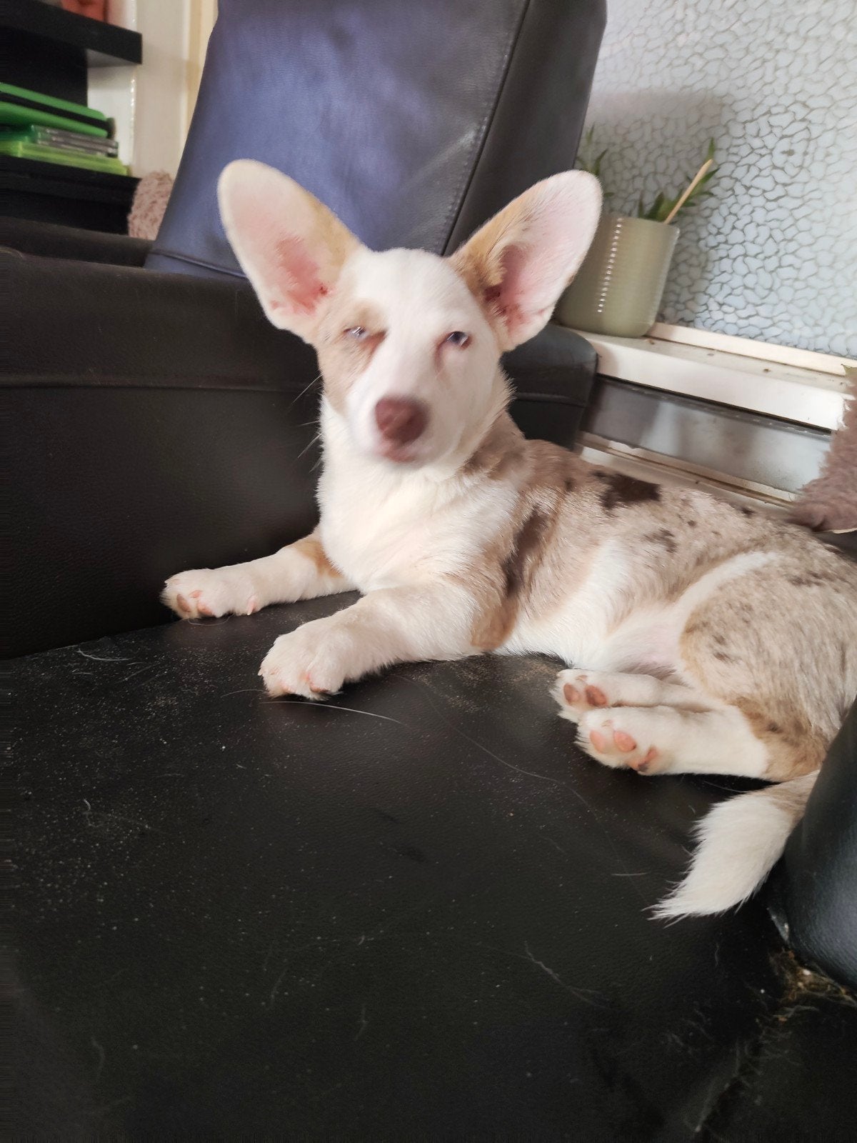 lieve corgi te koop, Dieren en Toebehoren, 15 weken tot 1 jaar, Teef, Eén hond, Herder